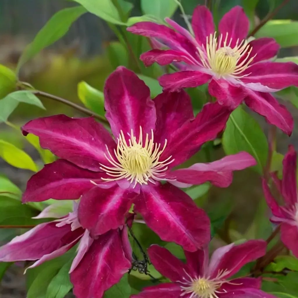 Clematis viticella 'Hoshi-no-Flamenco'