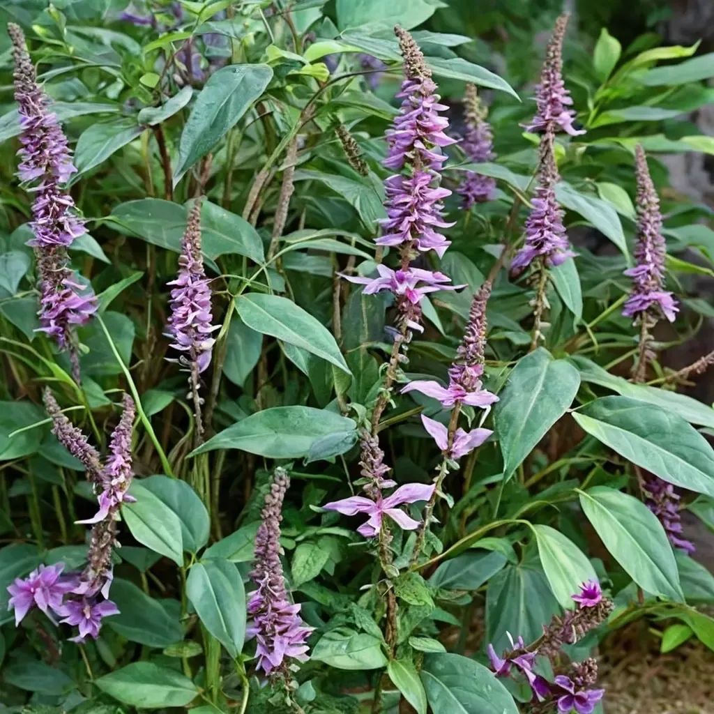 Buddleja lindleyana