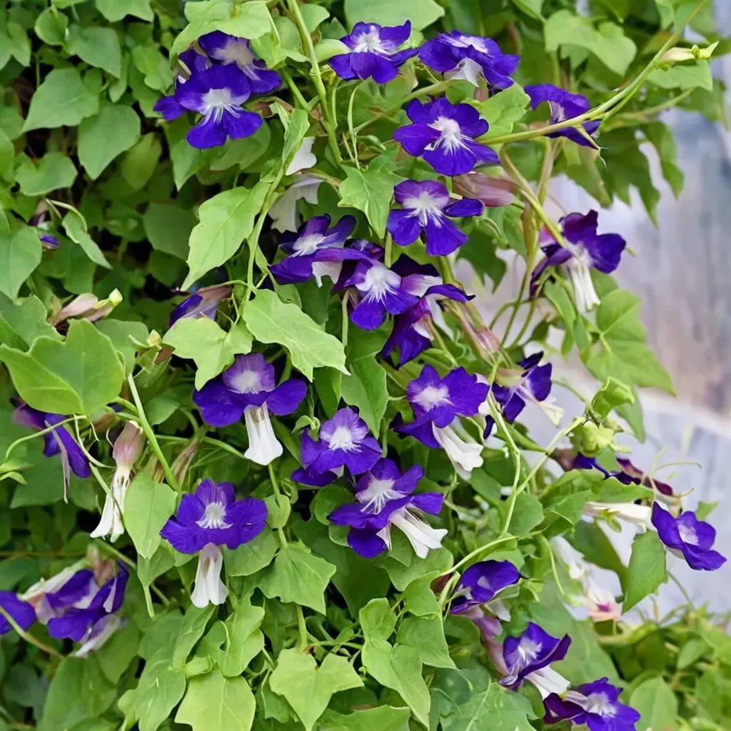 Asarina scandens 'Joan Lorraine'