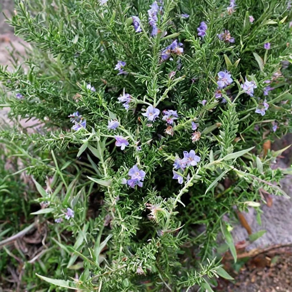 Rosmarinus officinalis 'Renzels'