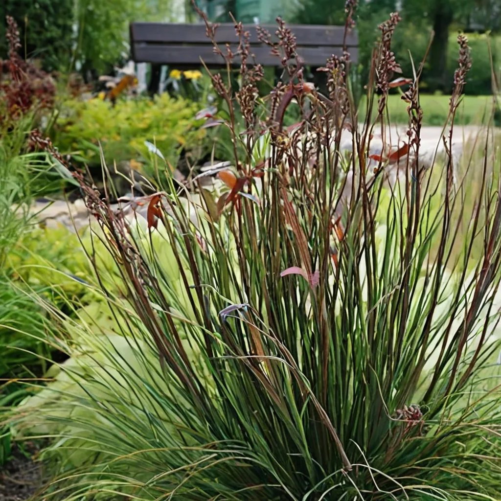 Andropogon gerardii 'Rain Dance'