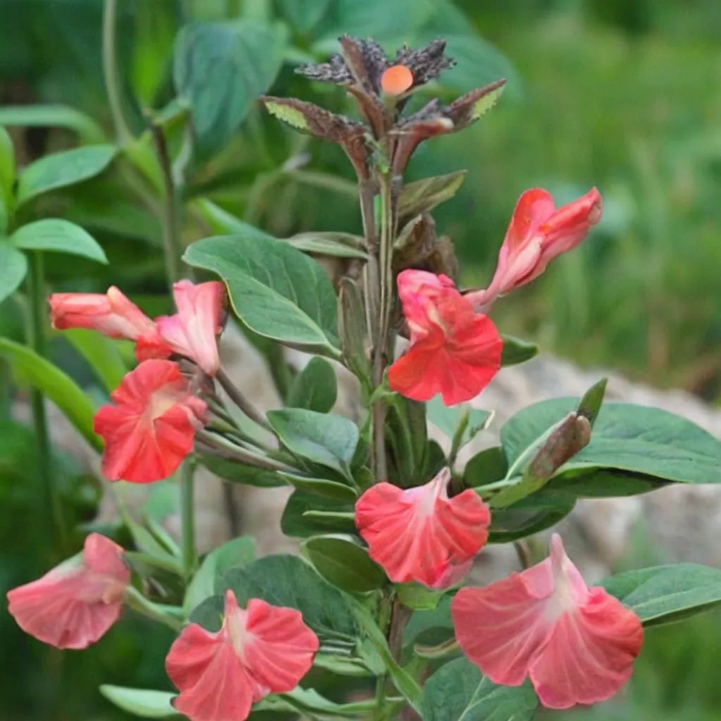 Salvia greggii 'Orange Yucca Do'