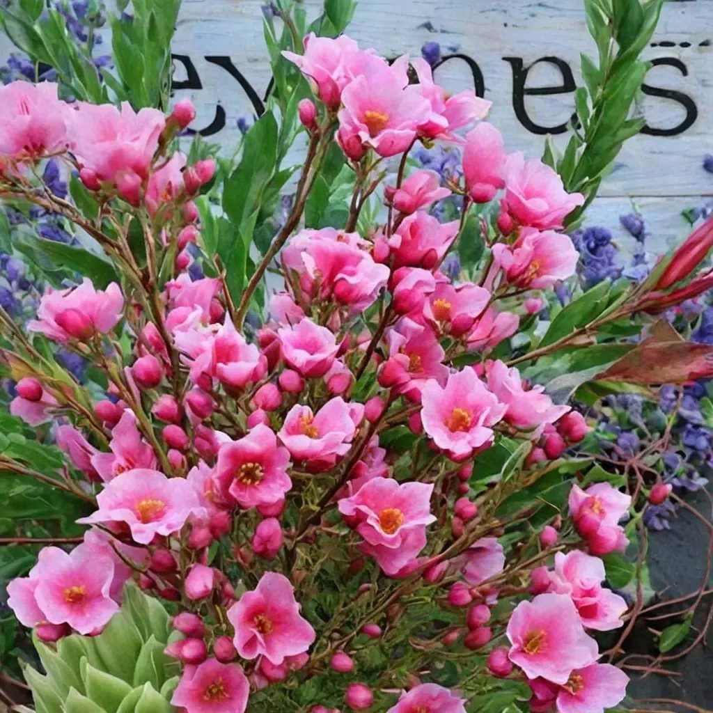 Clarkia rubicunda 'Shamini'