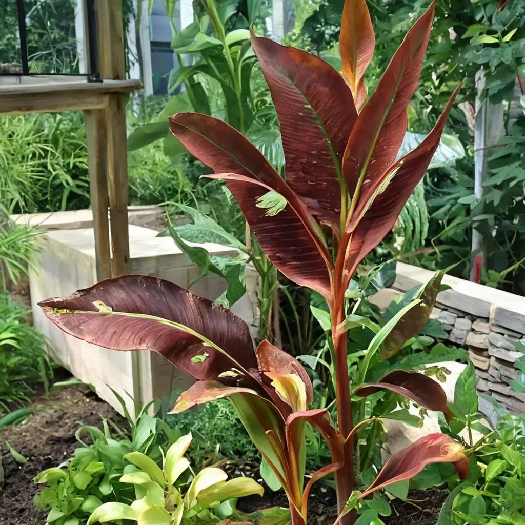 Musa acuminata 'Siam Ruby'