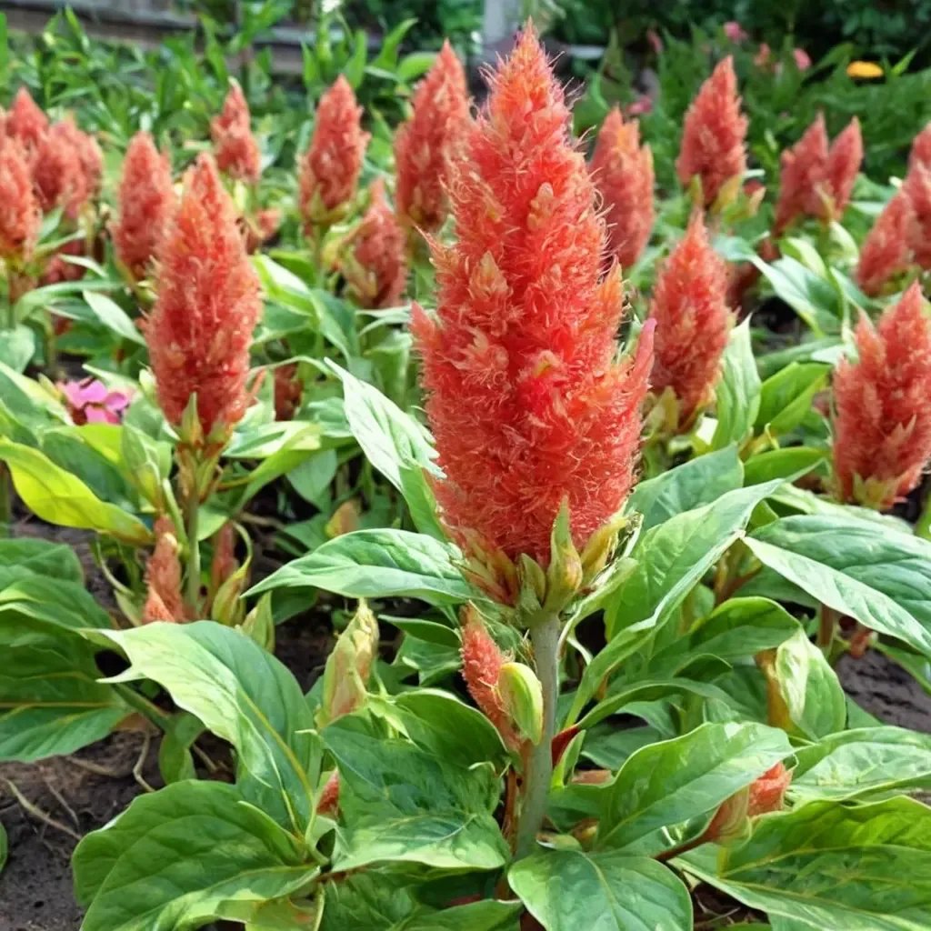 Celosia argentea 'plumosa'