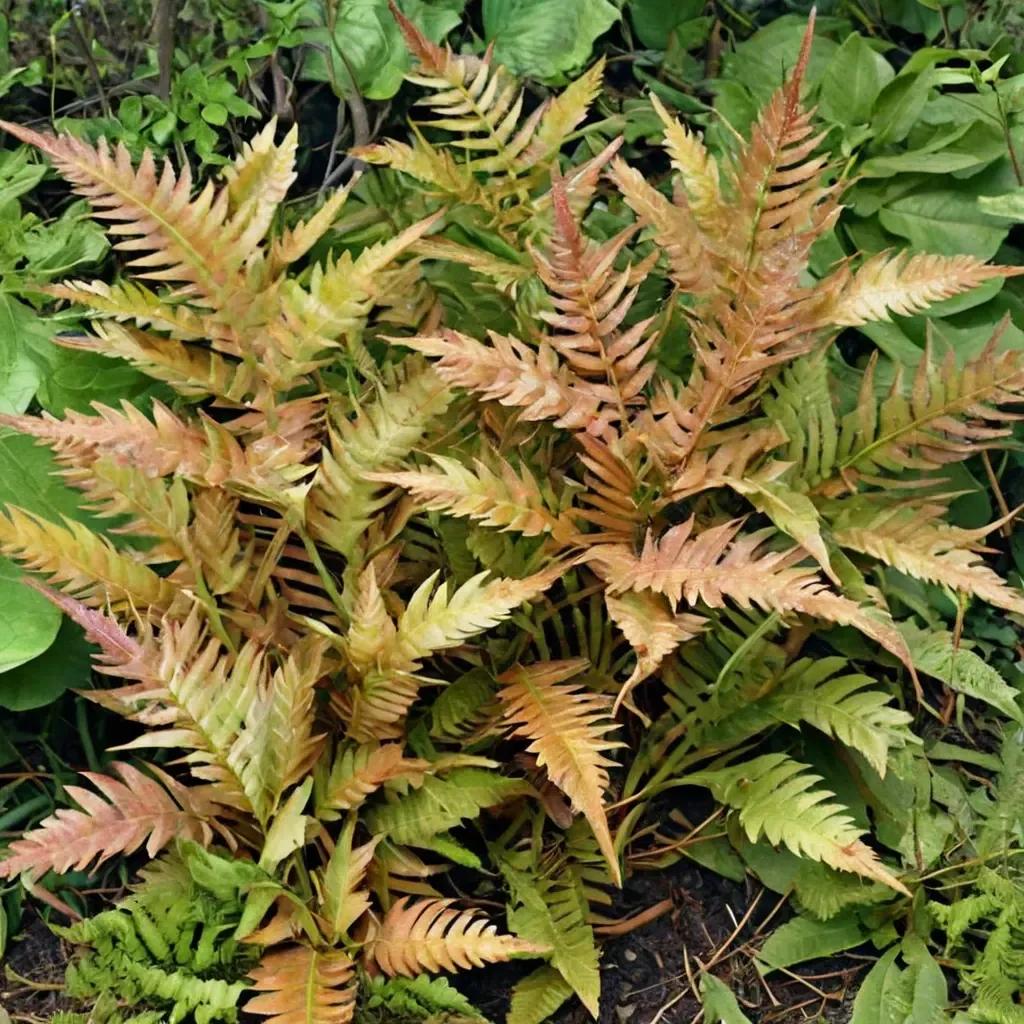 Boston Fern