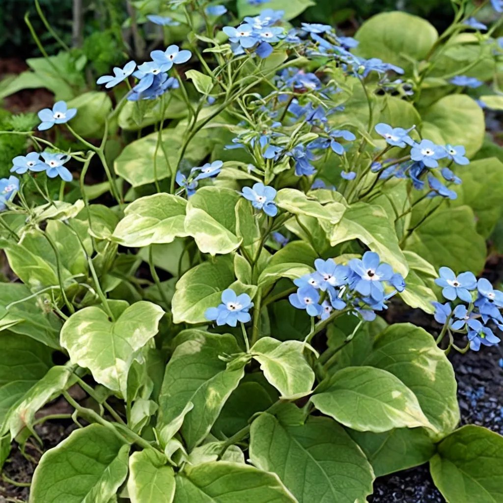 Brunnera macrophylla 'Hadspen Cream'