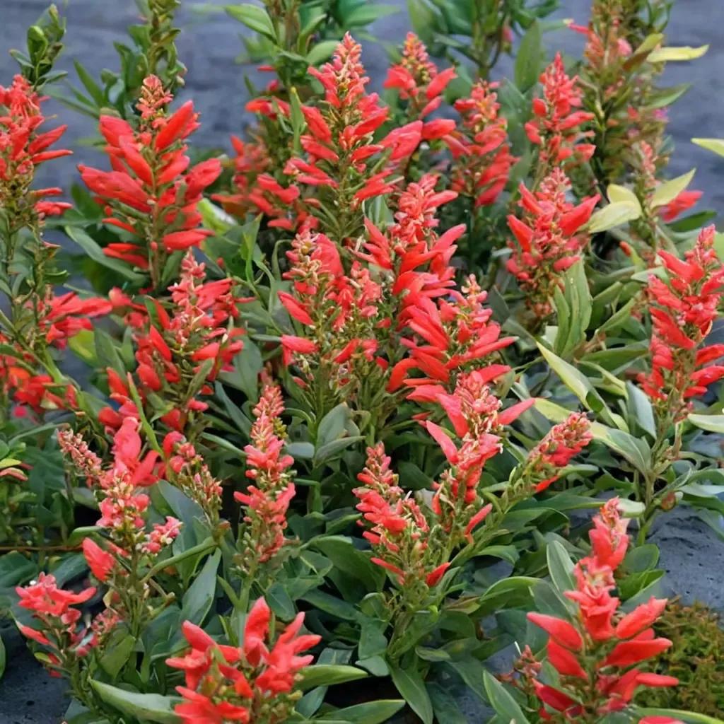 Kudos Red Hummingbird Mint
