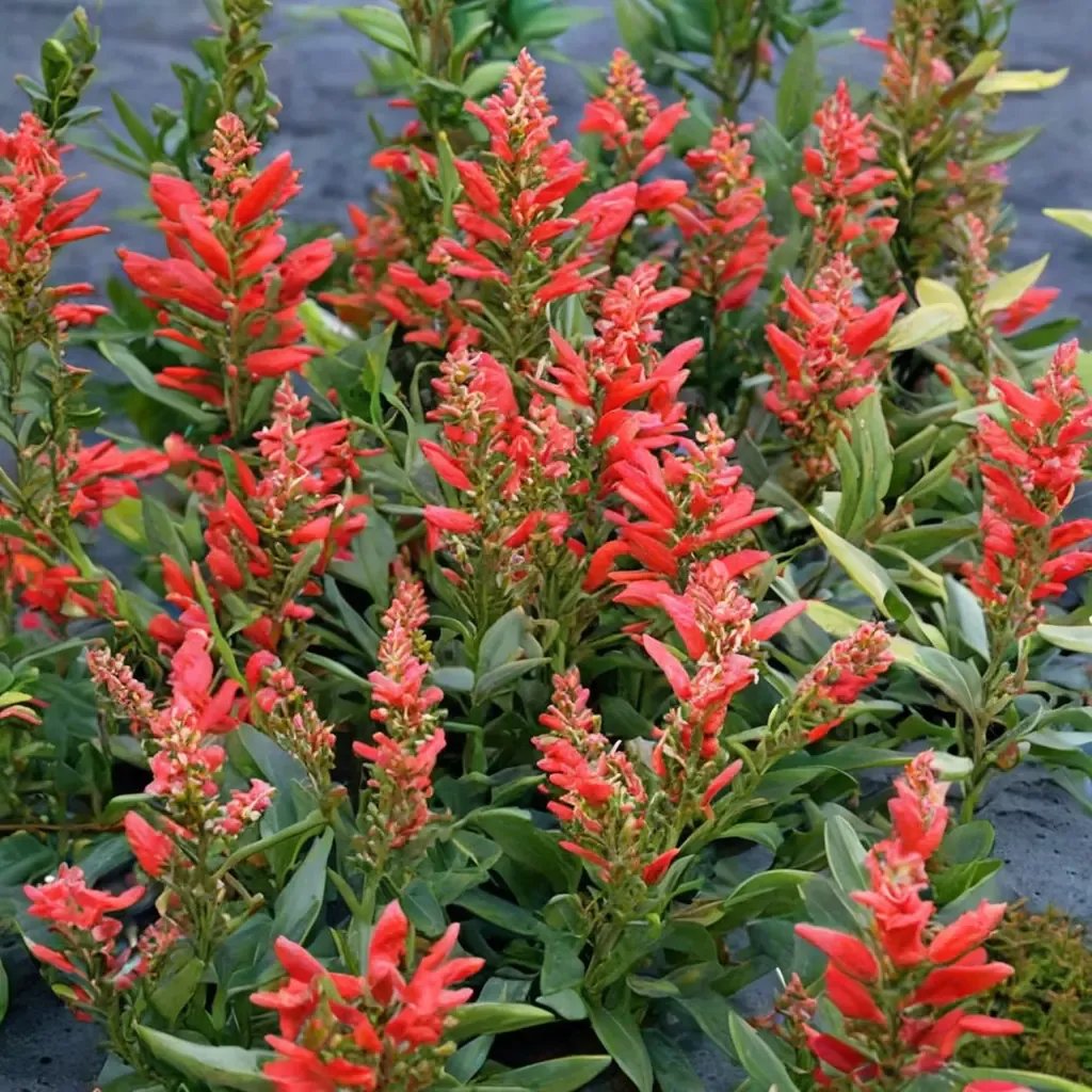 Agastache foeniculum 'Kudos Red'
