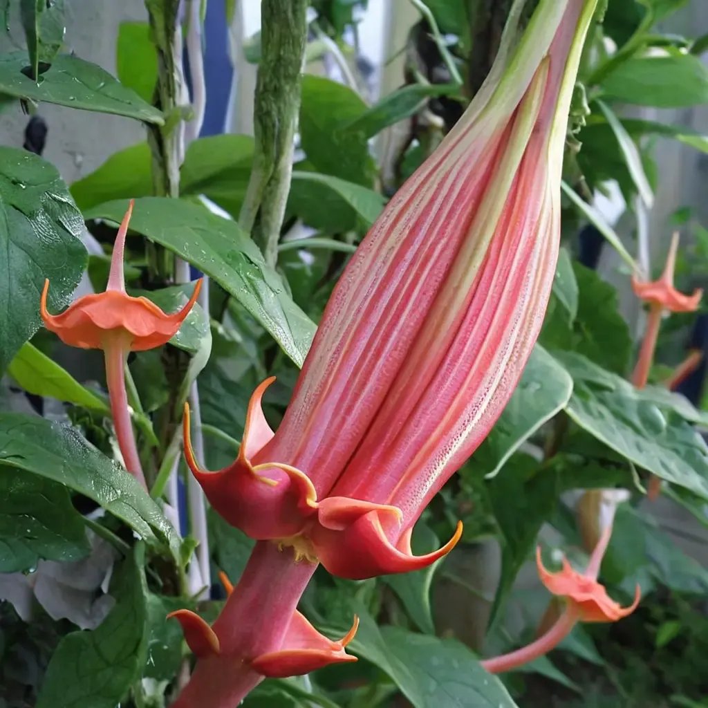 Brugmansia vulcanicola 'Suncrest Vulsa'