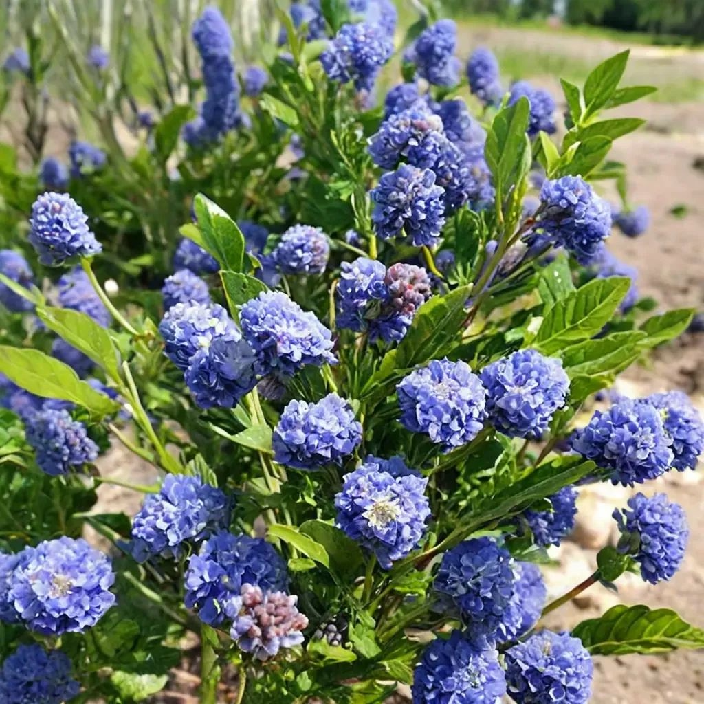 Ceanothus thyrsiflorus 'Skylark'