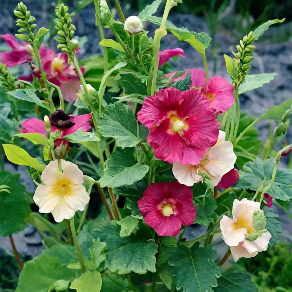 Alcea rosea 'Las Vegas'