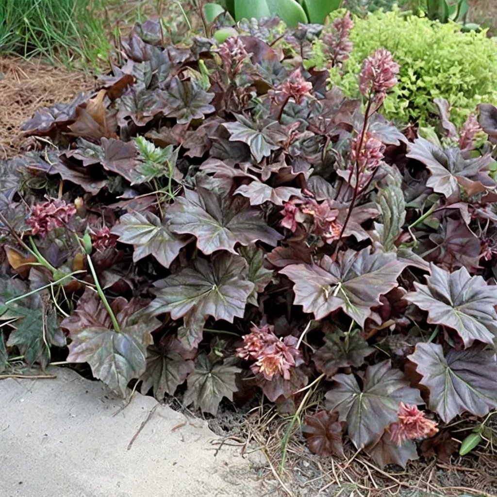 Heuchera micrantha 'Bressingham Bronze'