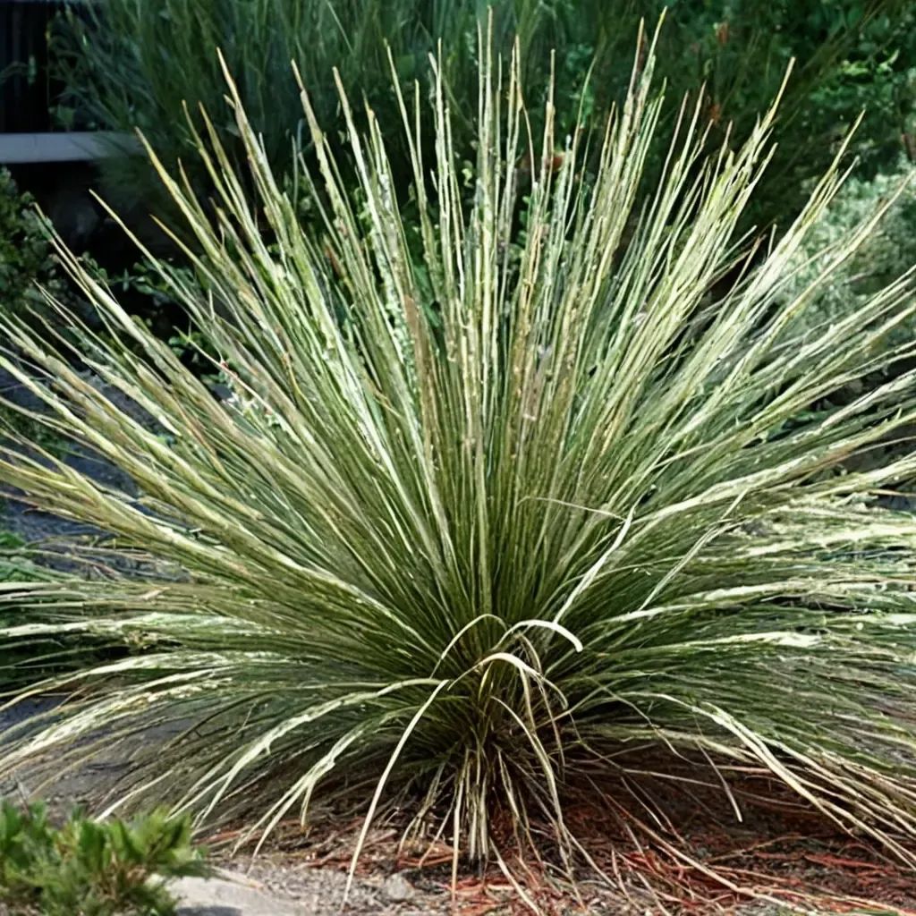 Muhlenbergia dubia