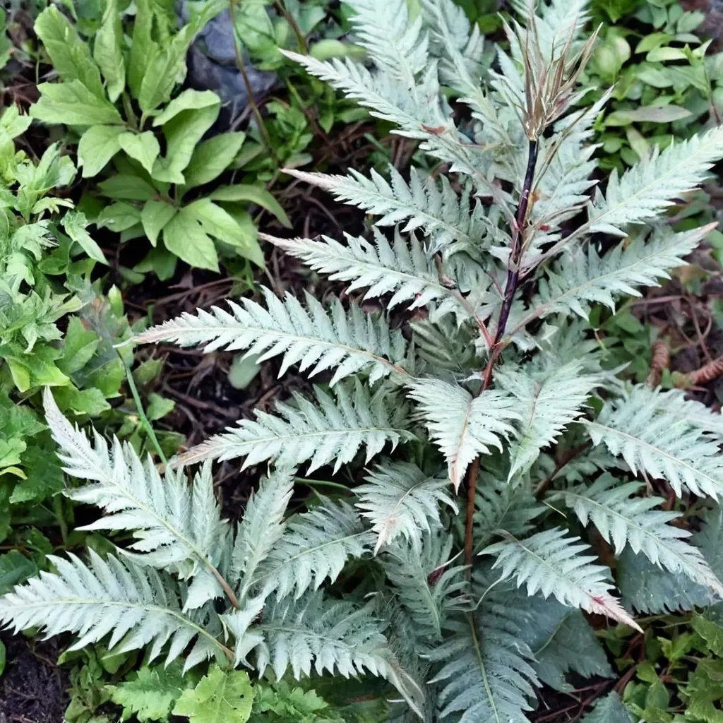 Athyrium niponicum 'Metallicum'