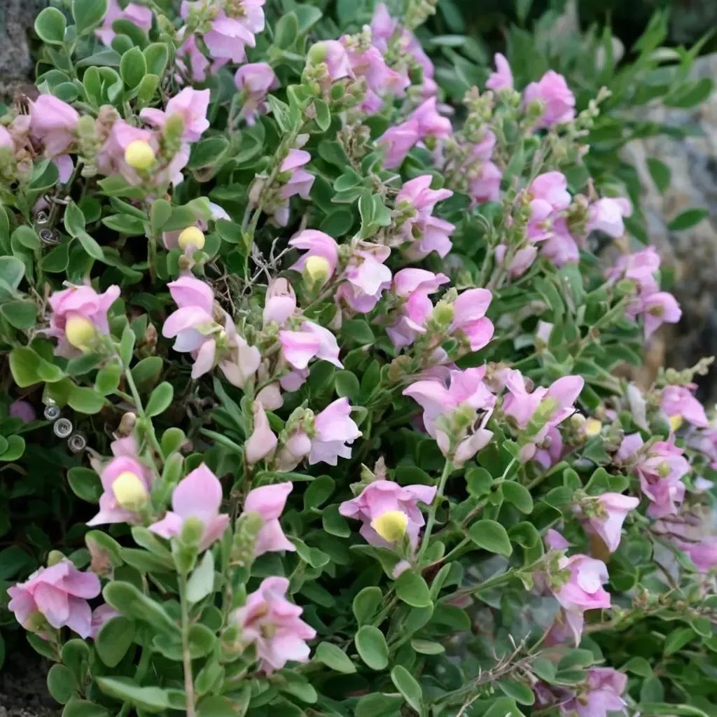 Antirrhinum hispanicum