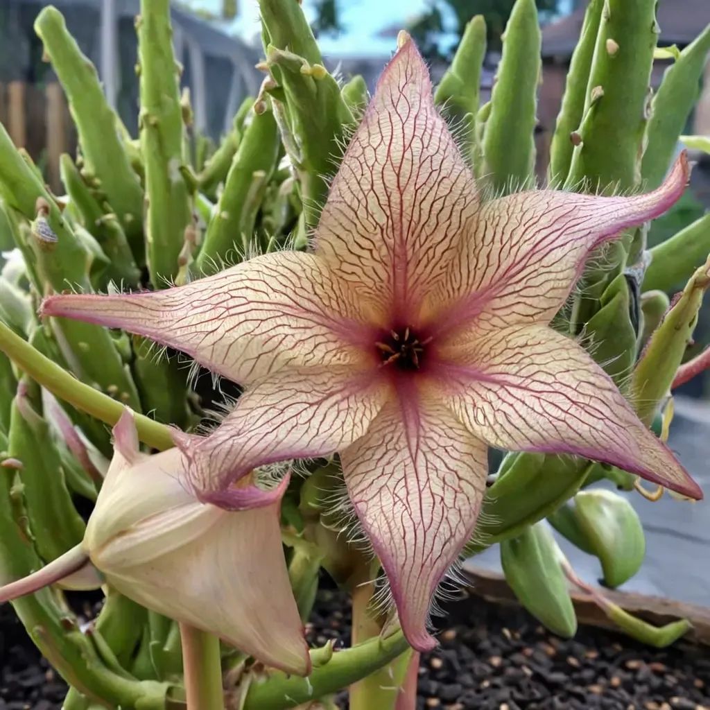 Stapelia gigantea