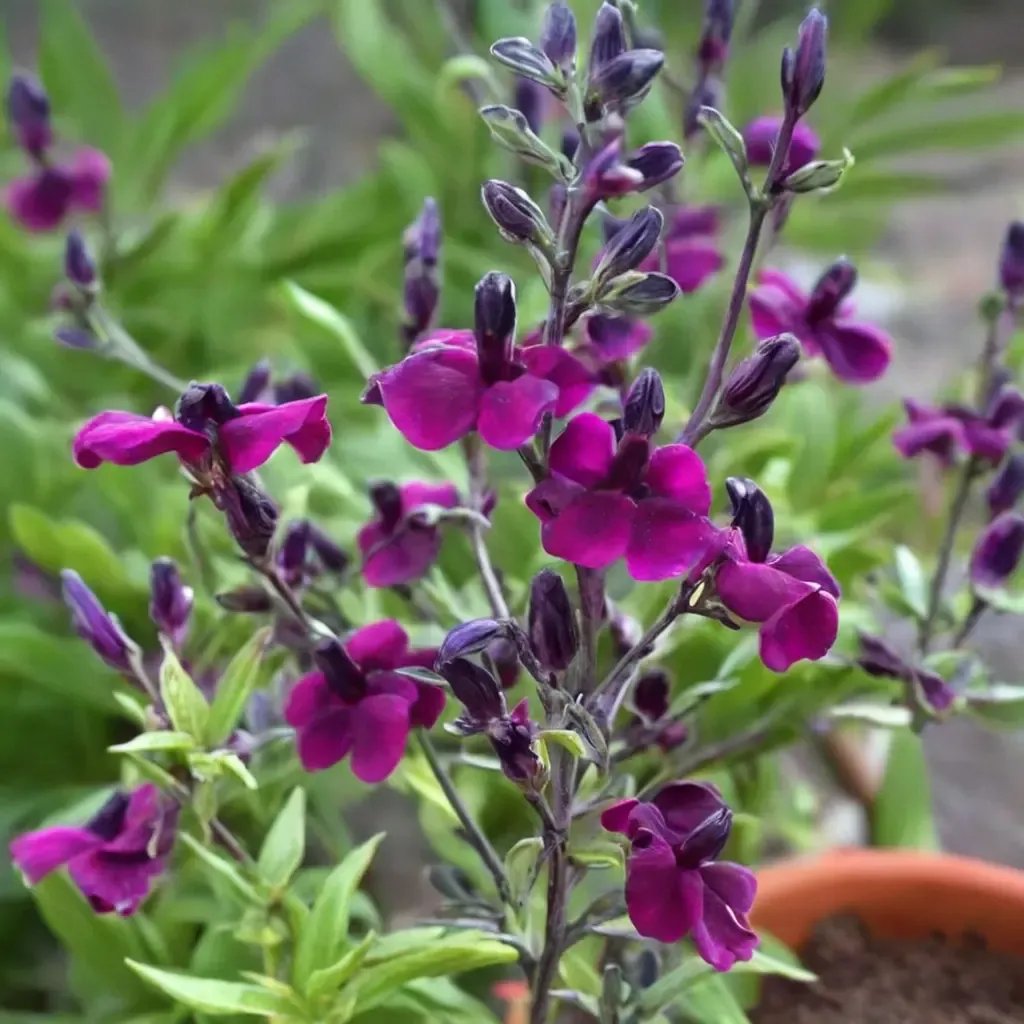 Salvia x jamensis 'Nachtvlinder'