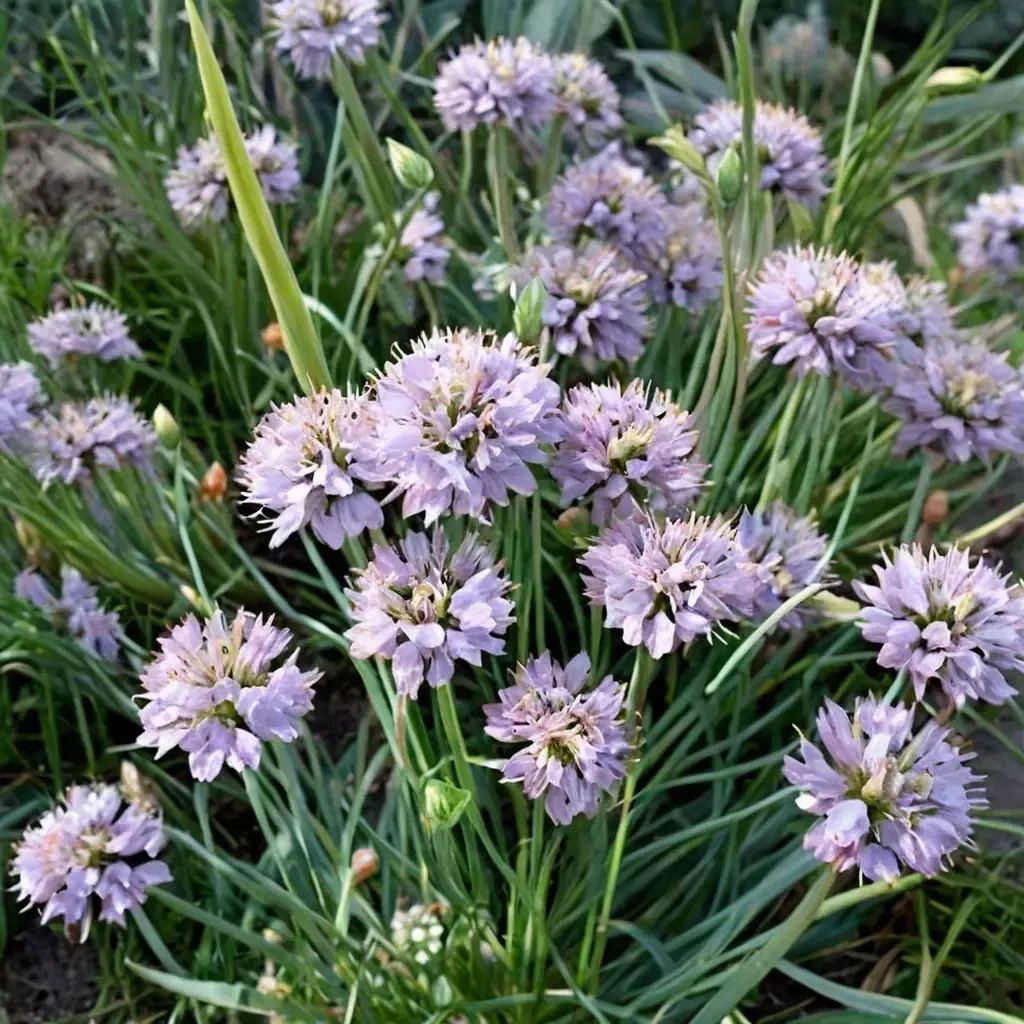 Allium senescens