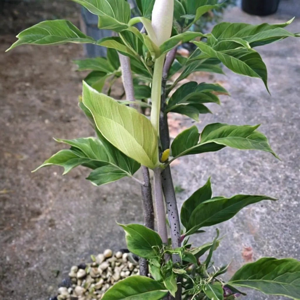 Amorphophallus asterostigmatus