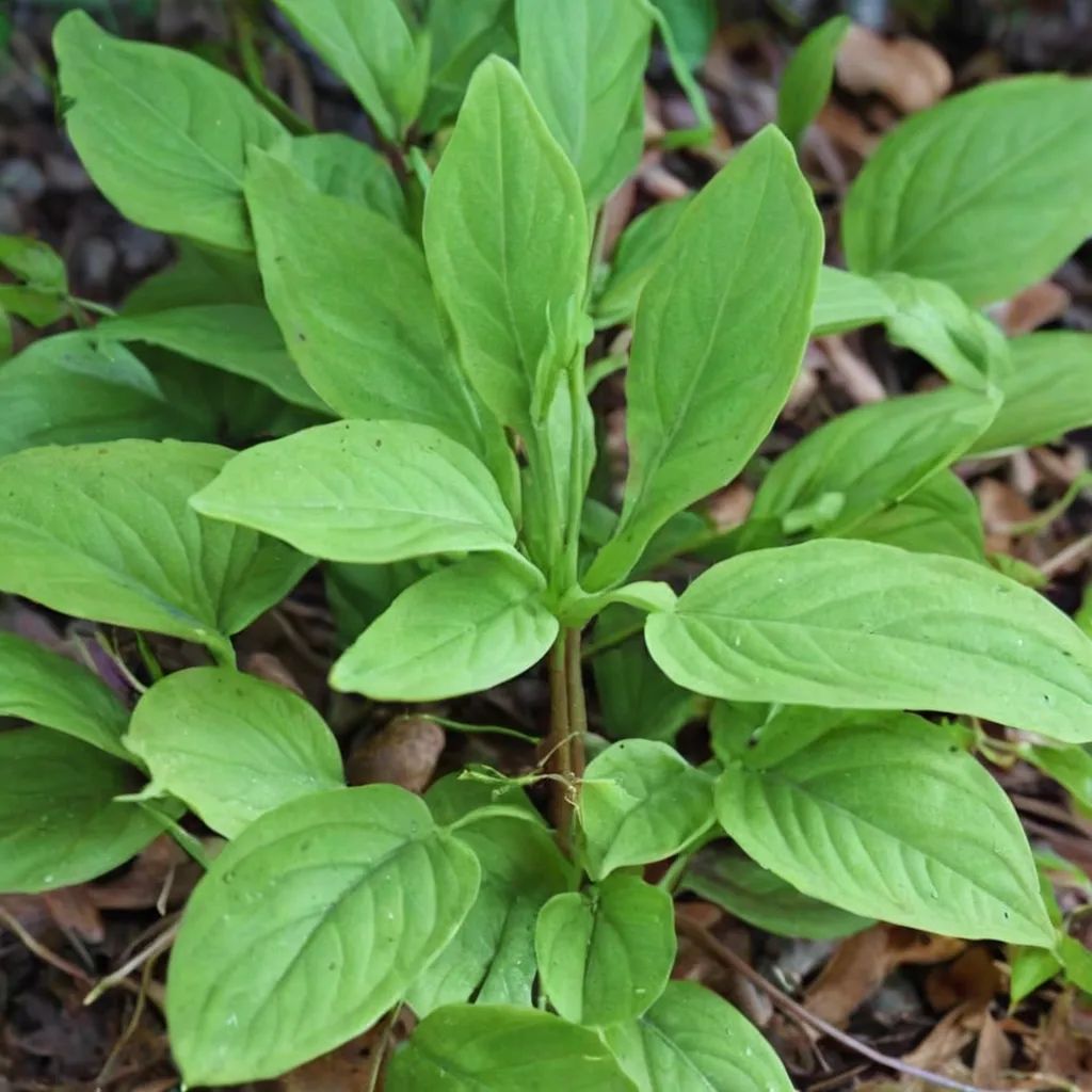 Croomia pauciflora 'Portersville'