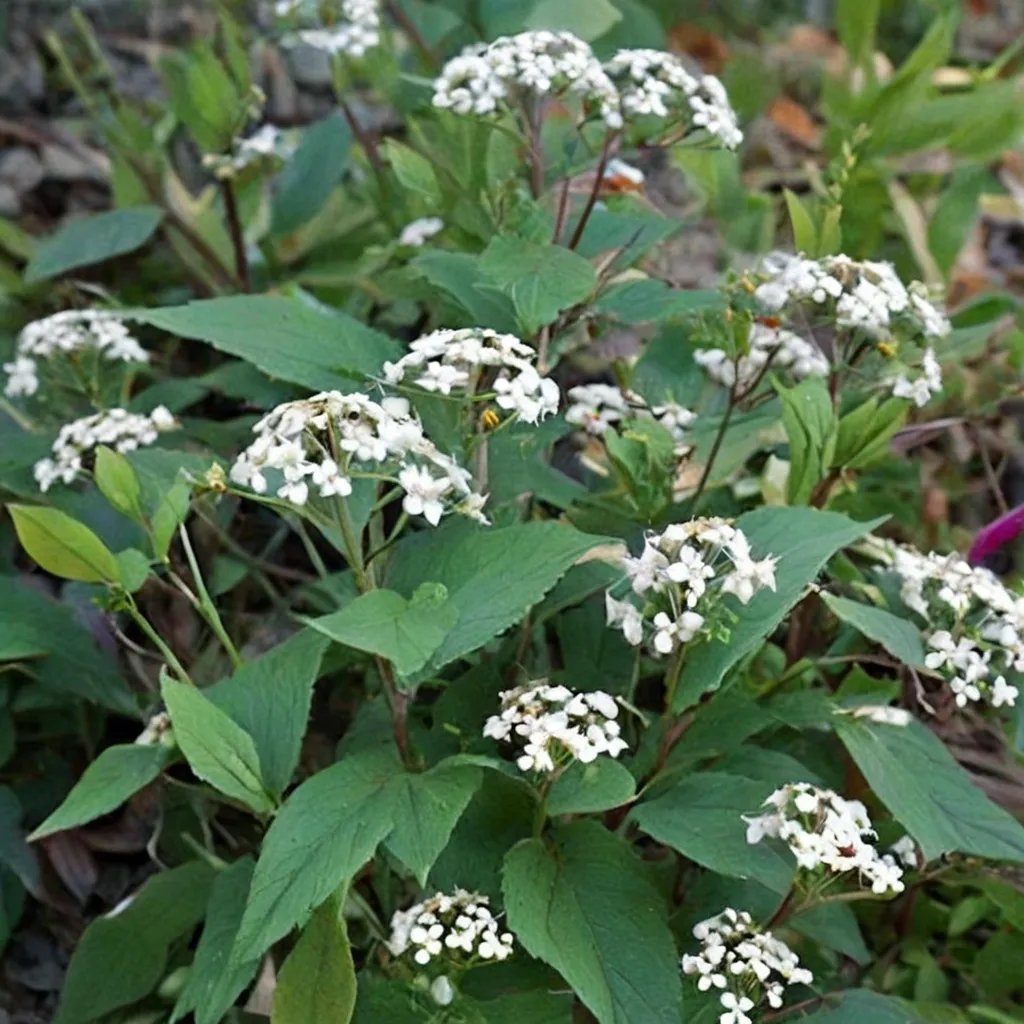 Eupatorium rugosum