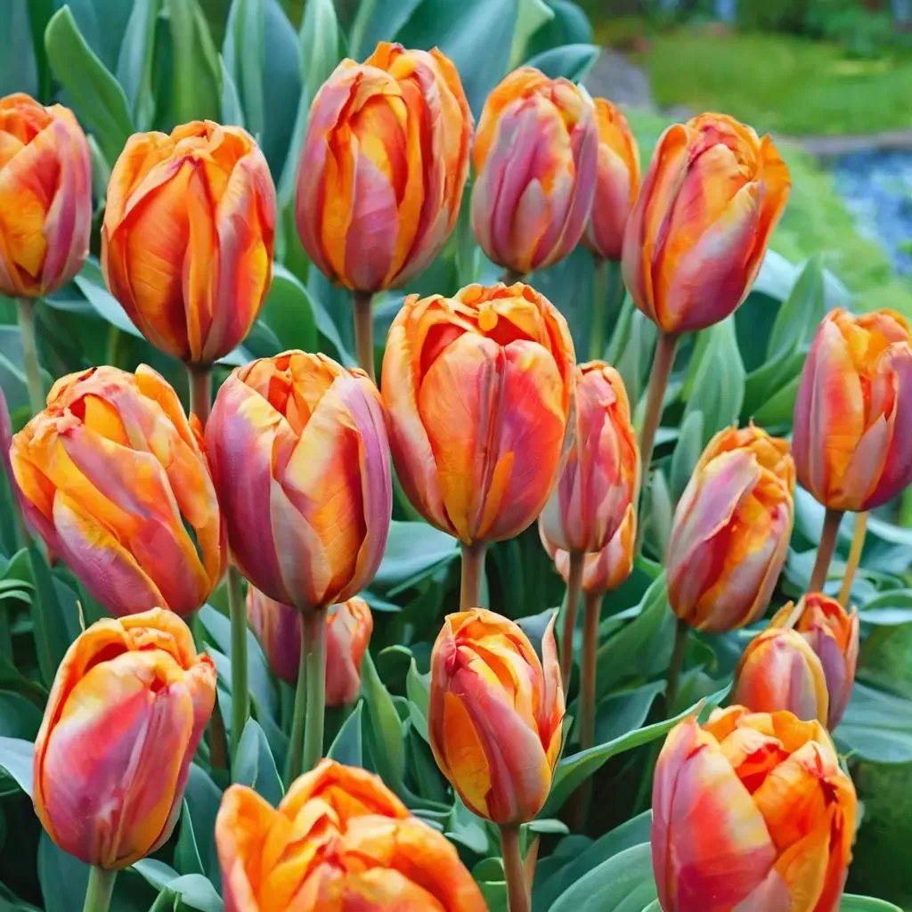 Tulipa tarda 'Hermitage'