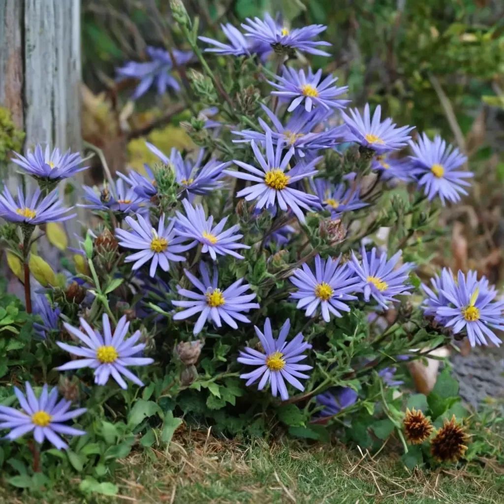 Symphyotrichum oblongifolium
