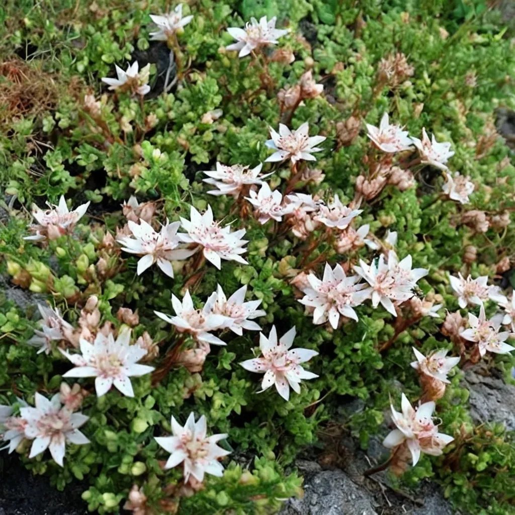 Sedum anglicum 'Minus'