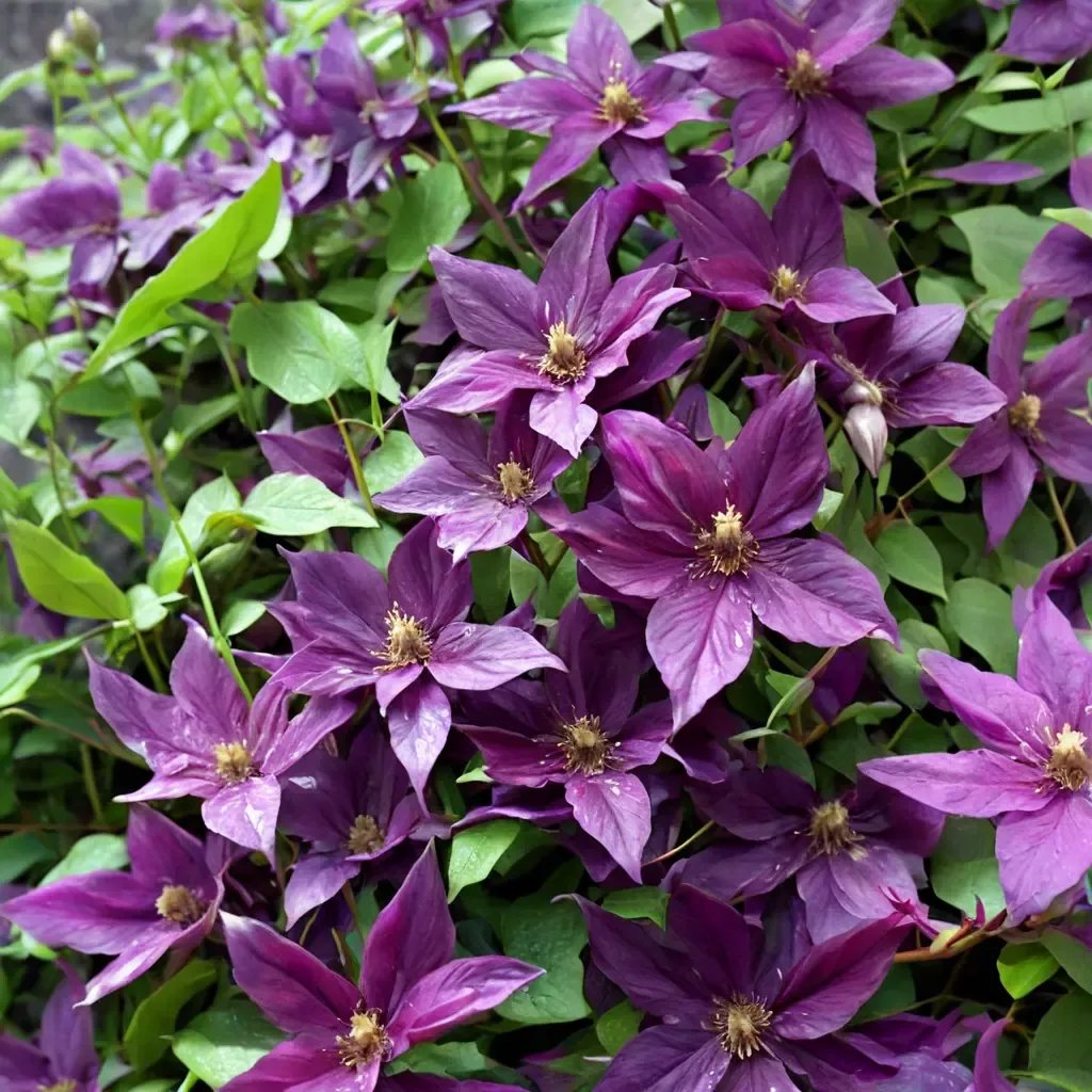 Clematis vitae 'Polish Spirit'
