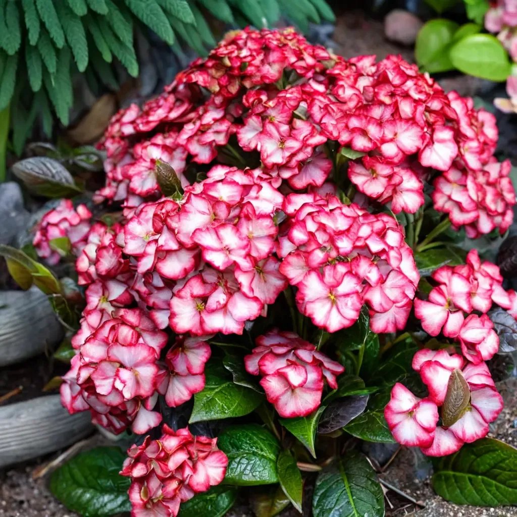 Hydrangea macrophylla 'Kimono'