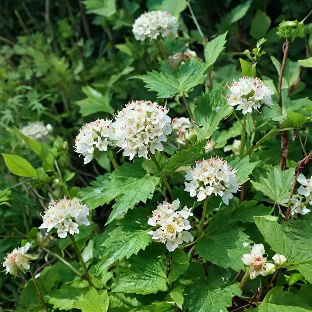 Physocarpus capitatus