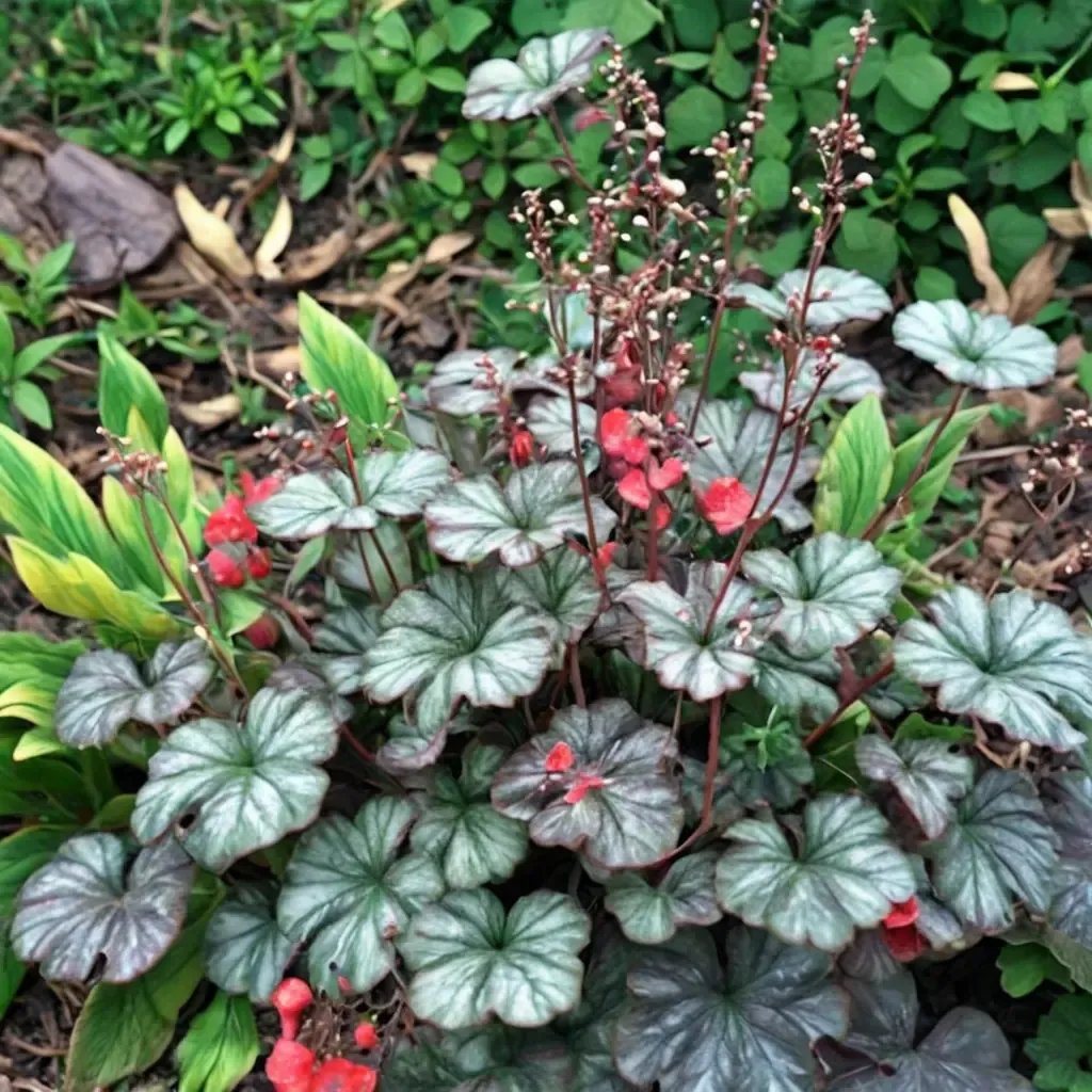 Heuchera sanguinea 'Saturn'