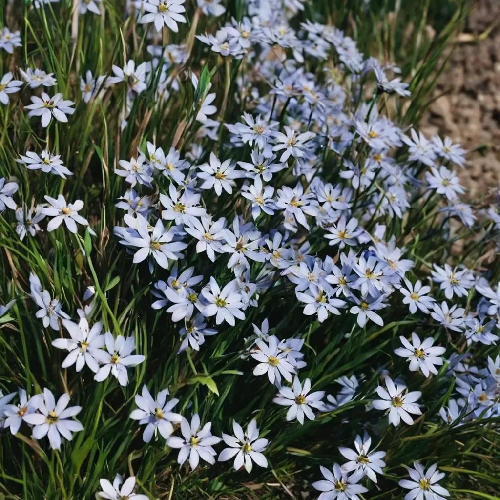 Sisyrinchium nashii 'Suwannee'