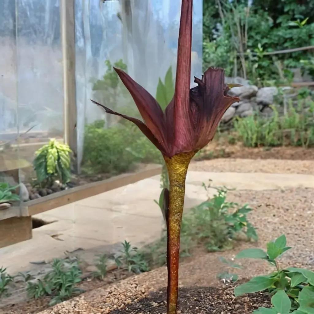 Voodoo Lily