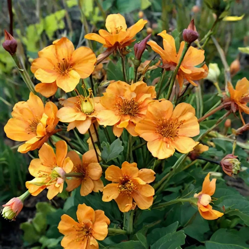 Geum rivale 'Fireball'