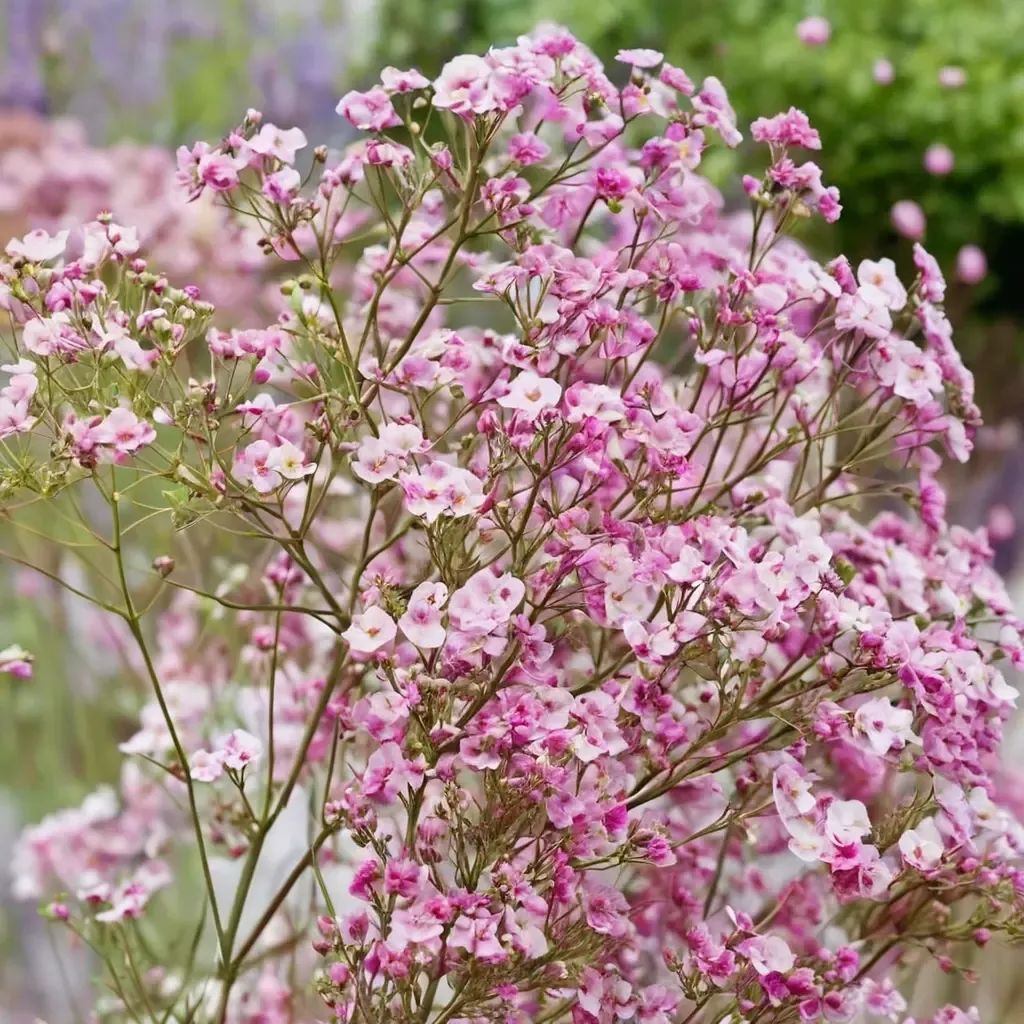 Gypsophila paniculata 'Pink'