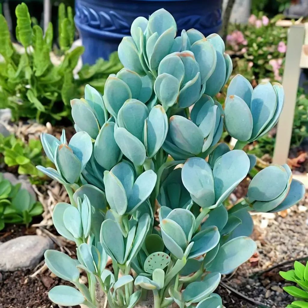 Kalanchoe panamensis