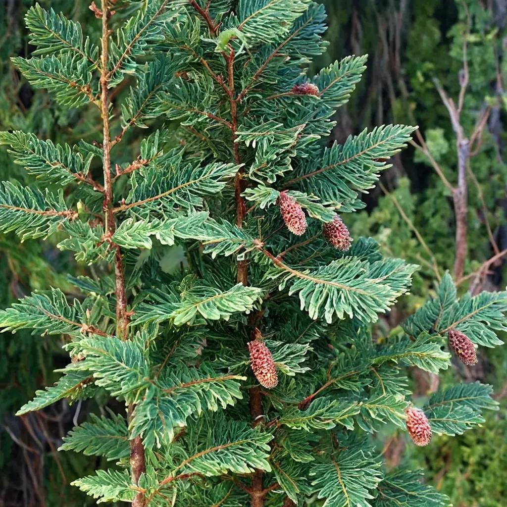 Norway Spruce