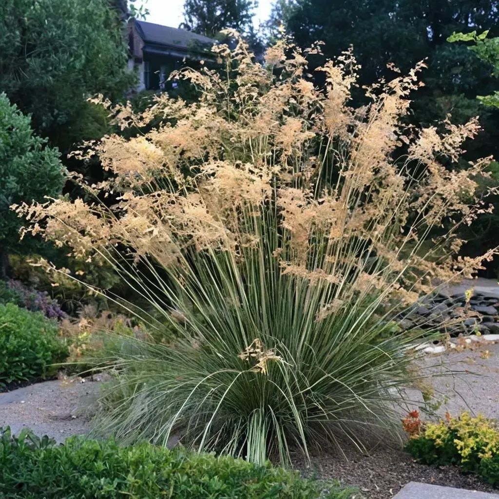 Stipa gigantea