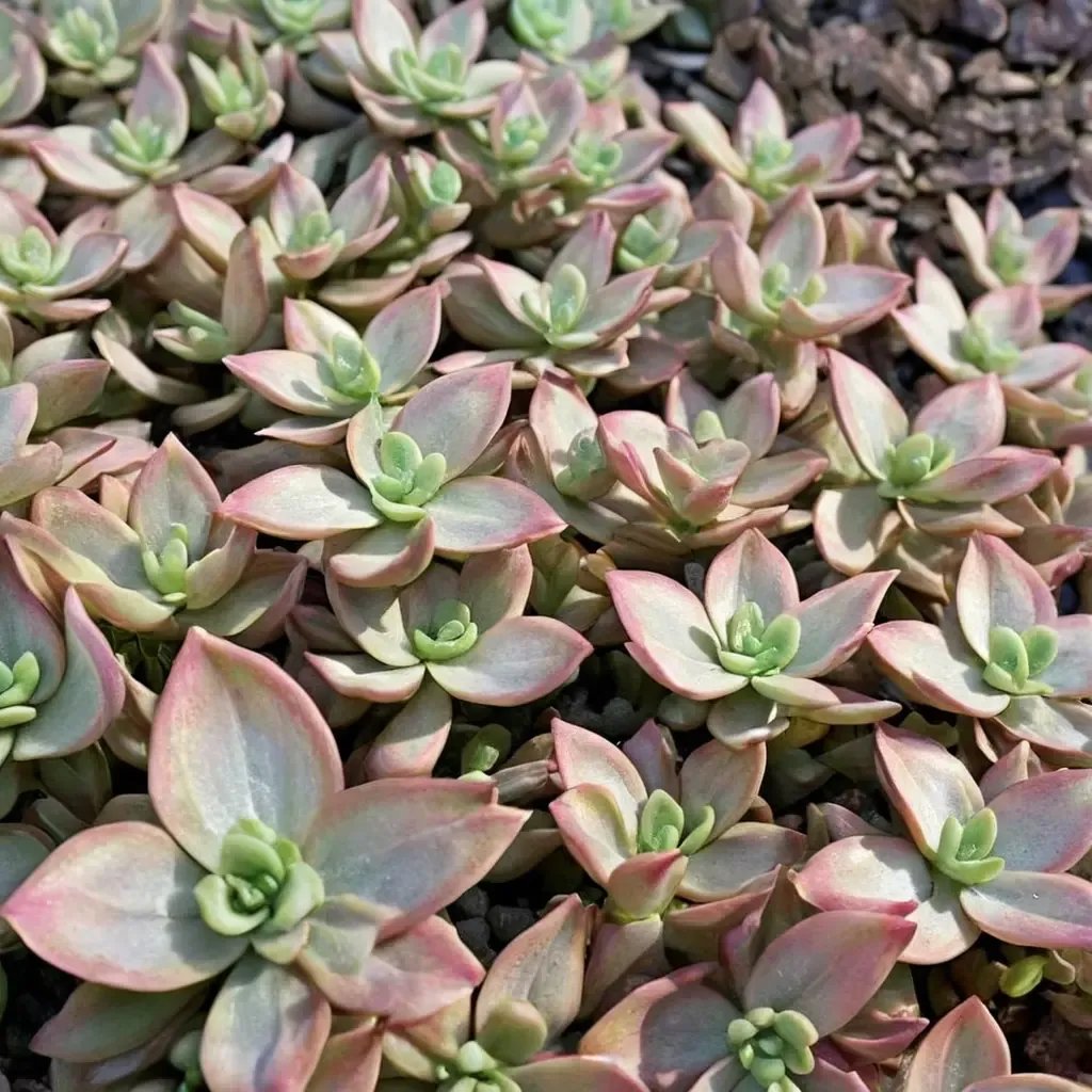 Graptosedum succulentum 'Vera Higgins'