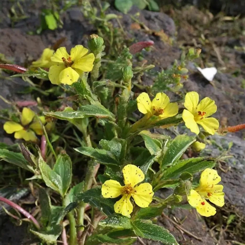 Camissonia bistorta 'Sunflakes'