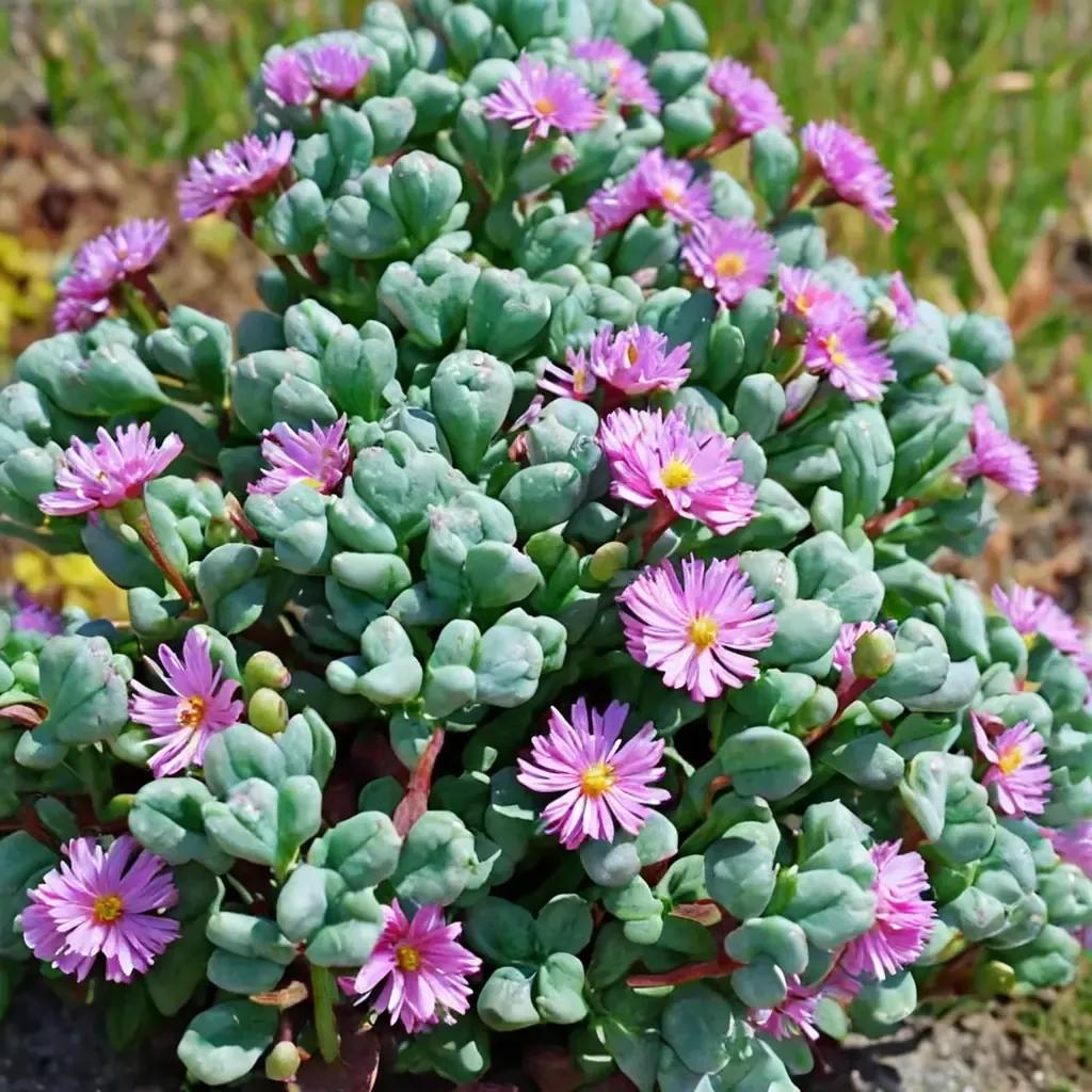 Pink Ice Plant