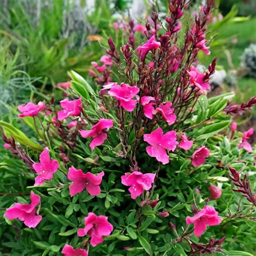 Salvia nemorosa 'Wild Thing'