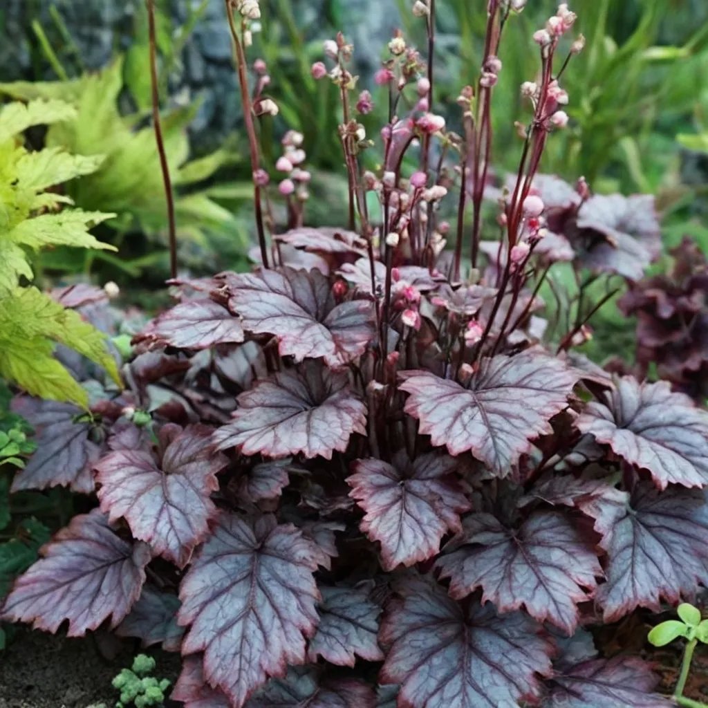 Heuchera x hybrida 'Prince'