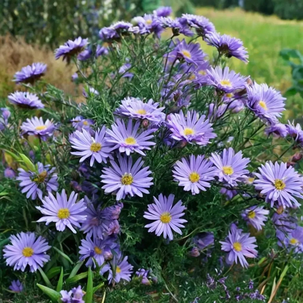 Aster novi-belgii 'Ada Ballard'