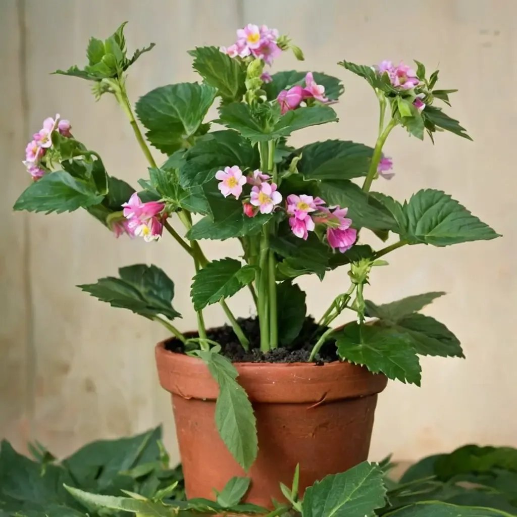 Fragaria x ananassa 'Gasana Everbearing'