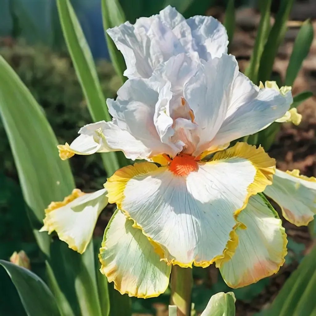 Iris x germanica 'Halloween Halo'