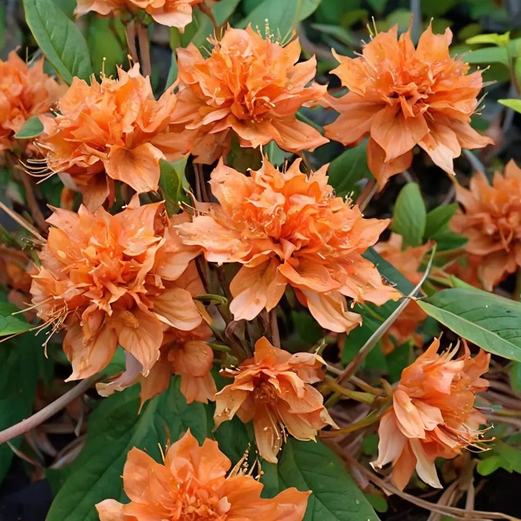 Rhododendron kiusianum 'Mandarin Lights'