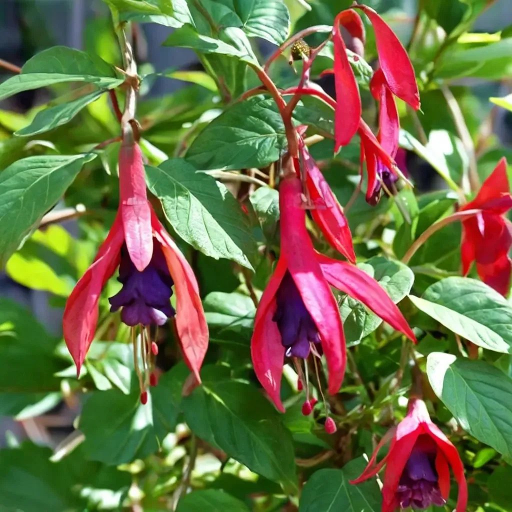 Fuchsia magellanica 'Santa Cruz'